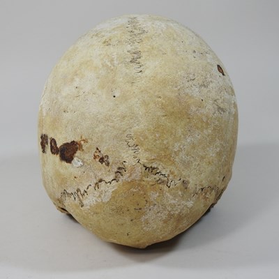 Lot 294 - A partial human skull