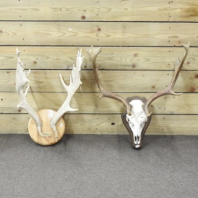 Lot 327 - A pair of taxidermy stag antlers