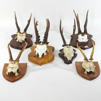 Lot 618 - A pair of taxidermy deer antlers