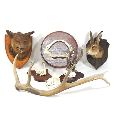 Lot 358 - A taxidermy fox head