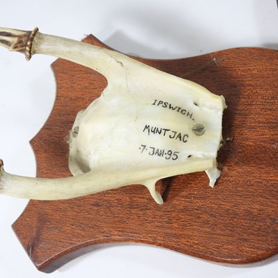 Lot 358 - A taxidermy fox head