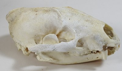 Lot 358 - A taxidermy fox head