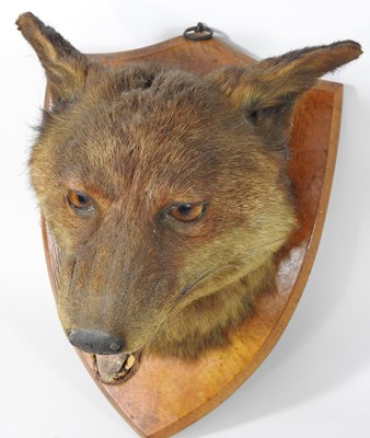 Lot 358 - A taxidermy fox head