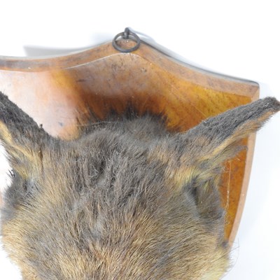 Lot 358 - A taxidermy fox head