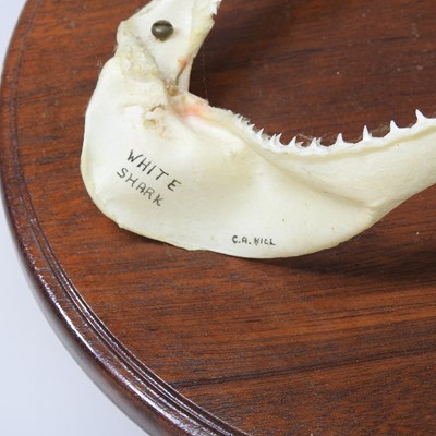 Lot 358 - A taxidermy fox head