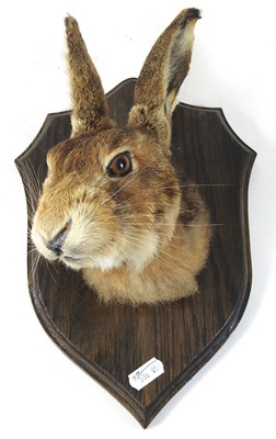 Lot 358 - A taxidermy fox head