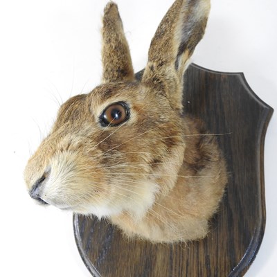 Lot 358 - A taxidermy fox head