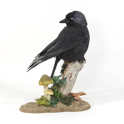 Lot 617 - A taxidermy jackdaw