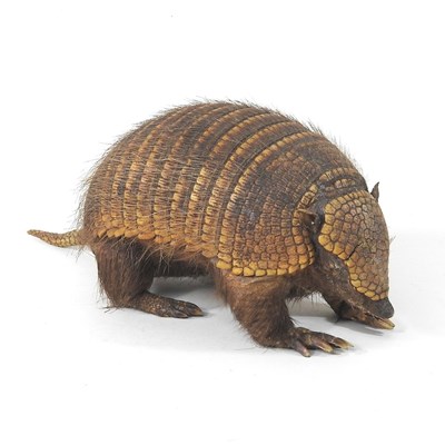 Lot 60 - A taxidermy armadillo