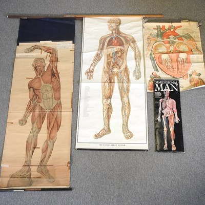 Lot 210 - A 1950's medical chart