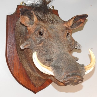 Lot 392 - A taxidermy warthog head