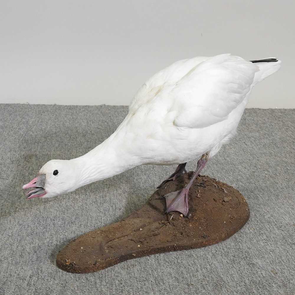 Lot 242 - A taxidermy Ross's goose