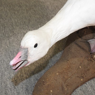 Lot 242 - A taxidermy Ross's goose