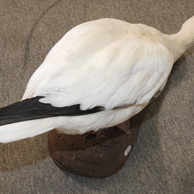 Lot 242 - A taxidermy Ross's goose