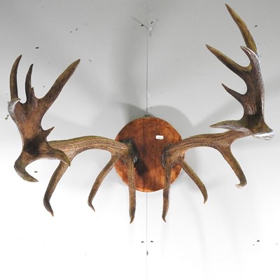 Lot 374 - A pair of taxidermy stag antlers