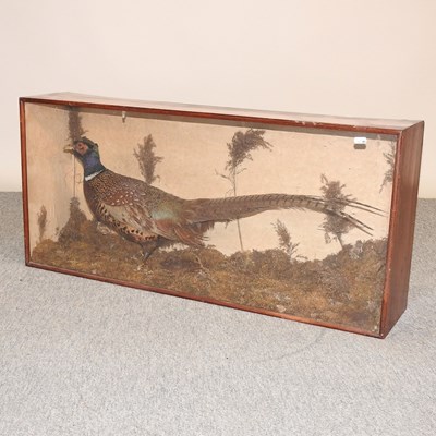 Lot 561 - An early 20th century taxidermy pheasant