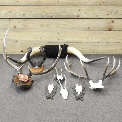 Lot 163 - A pair of taxidermy cow horns