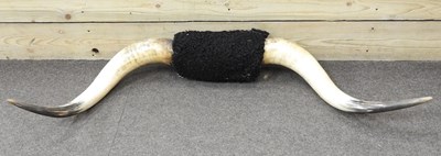 Lot 163 - A pair of taxidermy cow horns