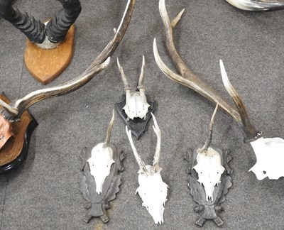 Lot 163 - A pair of taxidermy cow horns