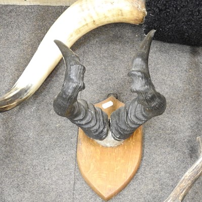 Lot 163 - A pair of taxidermy cow horns