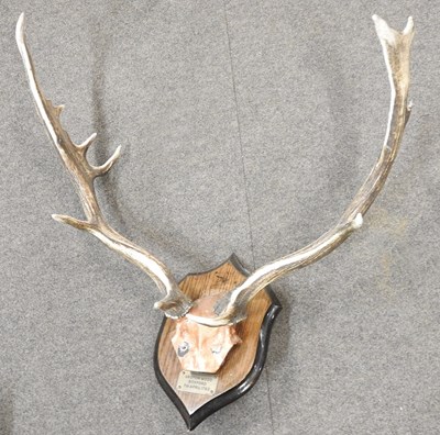 Lot 163 - A pair of taxidermy cow horns