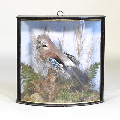 Lot 185 - An early 20th century taxidermy Jay