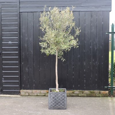 Lot 357 - An olive tree