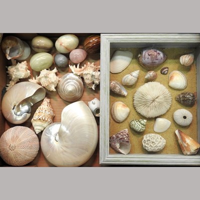 Lot 788 - A collection of sea shells