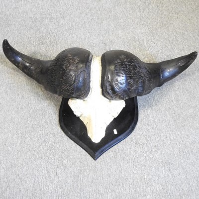 Lot 209 - A taxidermy mounted buffalo horns
