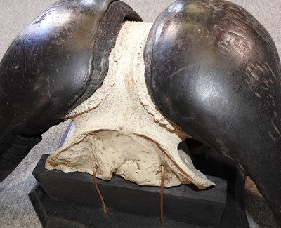 Lot 209 - A taxidermy mounted buffalo horns