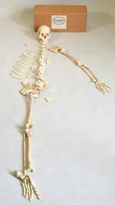 Lot 21 - A human part skeleton