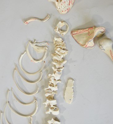 Lot 21 - A human part skeleton