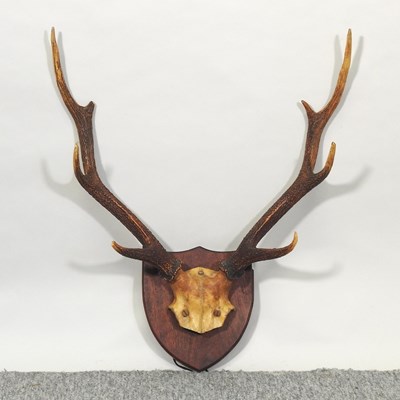 Lot 257 - A pair of stag antlers